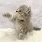 ミヌエット(長足)【愛知県・男の子・2025年10月3日・ブルータビー】の写真14