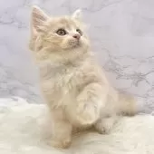 サイベリアン【愛知県・男の子・2025年9月19日・クリームタビー&ホワイト】の写真14