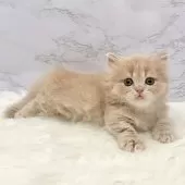 ミヌエット(短足)【愛知県・男の子・2025年9月17日・クリームタビー】の写真14