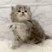 ミヌエット(長足)【愛知県・女の子・2025年11月7日・ブルーパッチドタビー】の写真14