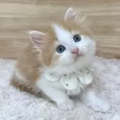 ミヌエット(長足)【愛知県・男の子・2025年1月17日・レッドタビー&ホワイト】の写真14