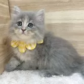 サイベリアン【愛知県・女の子・2025年3月31日・ブルーパッチドタビー】の写真14