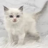 ラグドール【愛知県・女の子・2025年8月6日・ブルーポイントバイカラー】の写真15