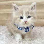 サイベリアン【愛知県・男の子・2025年1月16日・クリームタビー&ホワイト】の写真15