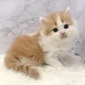 ミヌエット(長足)【愛知県・男の子・2025年10月20日・レッドタビー&ホワイト】の写真15