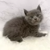 ブリティッシュショートヘア【愛知県・男の子・2025年11月4日・ブルー】の写真15