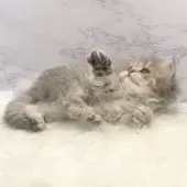 ミヌエット(長足)【愛知県・男の子・2025年9月21日・ブルータビー】の写真15