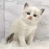 ラグドール【愛知県・女の子・2025年1月15日・ブルーポイントバイカラー】の写真15