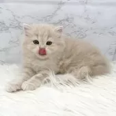 ミヌエット(長足)【愛知県・男の子・2025年10月13日・クリームタビー】の写真15