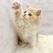 ミヌエット(長足)【愛知県・女の子・2025年9月21日・クリームタビー&ホワイト】の写真15