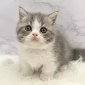 マンチカン(短足)【愛知県・女の子・2025年9月24日・ブルータビー&ホワイト】の写真15