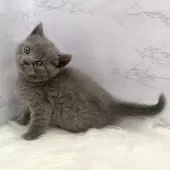 ブリティッシュショートヘア【愛知県・女の子・2025年11月4日・ブルー】の写真15