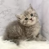 マンチカン(長足)【愛知県・男の子・2025年9月24日・ブルータビー】の写真15