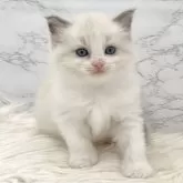 ラグドール【愛知県・女の子・2025年7月31日・ブルーポイントバイカラー】の写真15