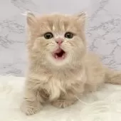 ミヌエット(短足)【愛知県・男の子・2025年9月17日・クリームタビー】の写真15