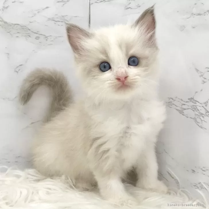 ID:2503-01361の子猫