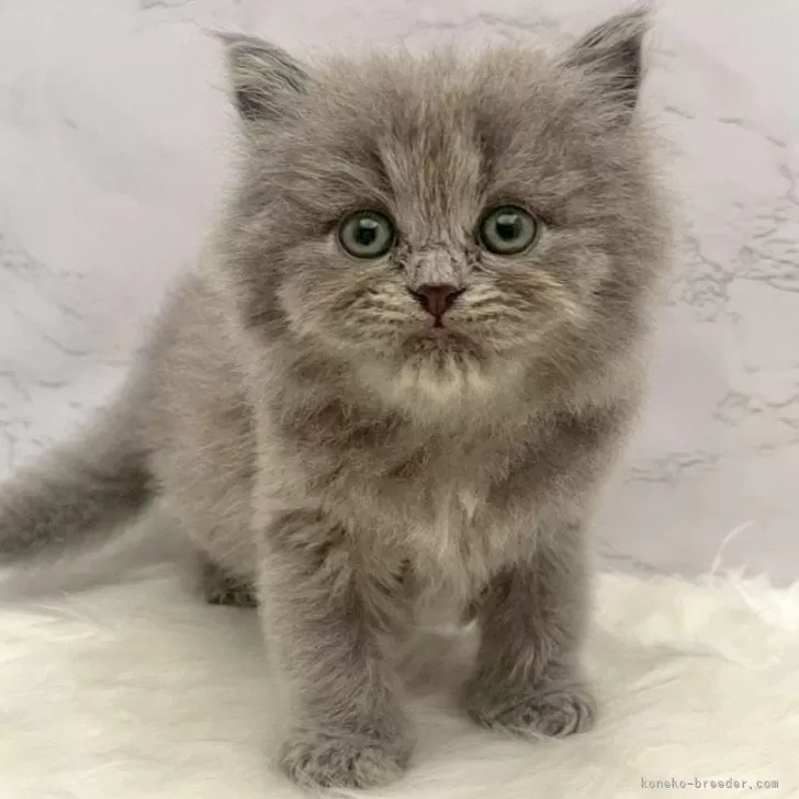 ミヌエット(長足)【愛知県・女の子・2025年9月17日・ブルーパッチドタビー】の写真1