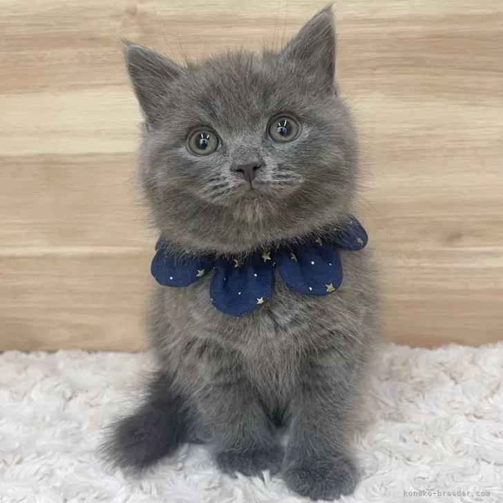 ID:2502-00978の子猫