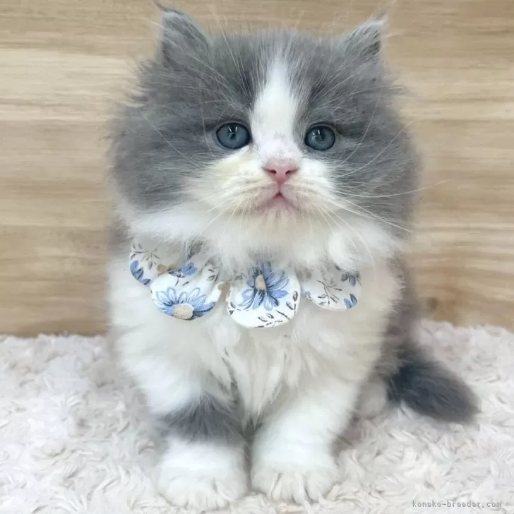 ID:2506-02201の子猫