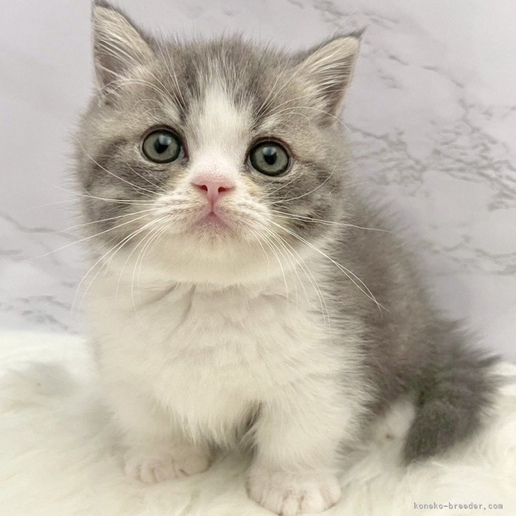 ブリーダー画像