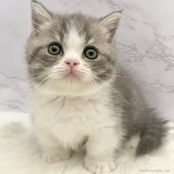 マンチカン(短足)【愛知県・女の子・2025年9月24日・ブルータビー&amp;ホワイト】の写真1