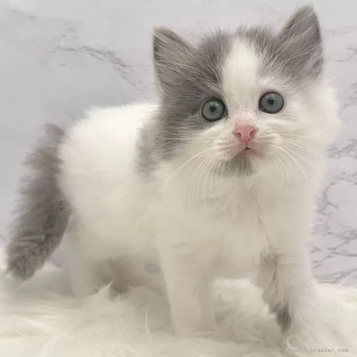 ID：2510-02964の子猫