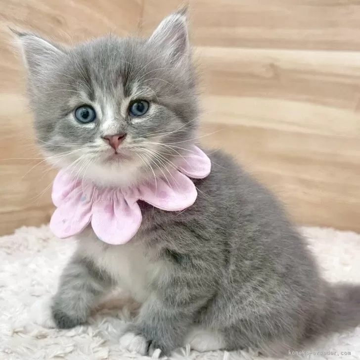ID：2507-01752の子猫