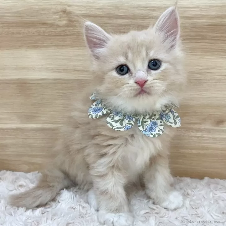 ID:2503-00133の子猫