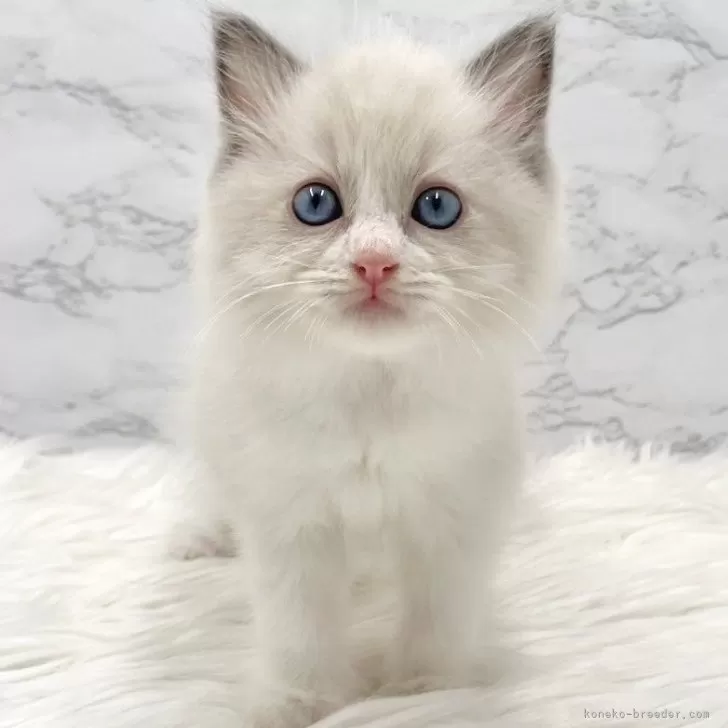 ID：2508-01096の子猫