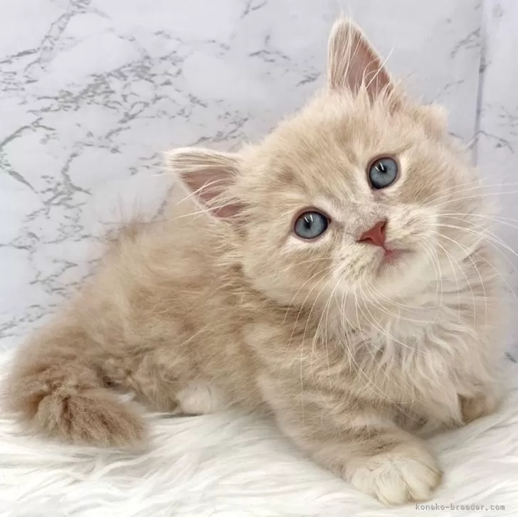 ID:2501-00953の子猫