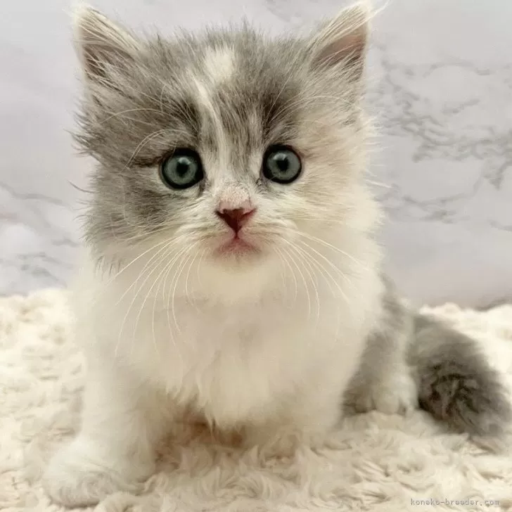 ID:2510-01130の子猫
