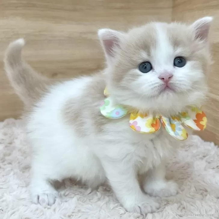 ID:2503-01931の子猫