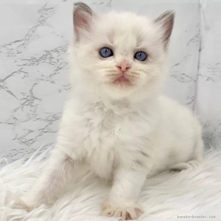 ID：2508-00559の子猫