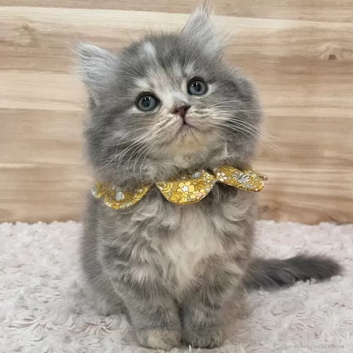 ID:2502-02184の子猫