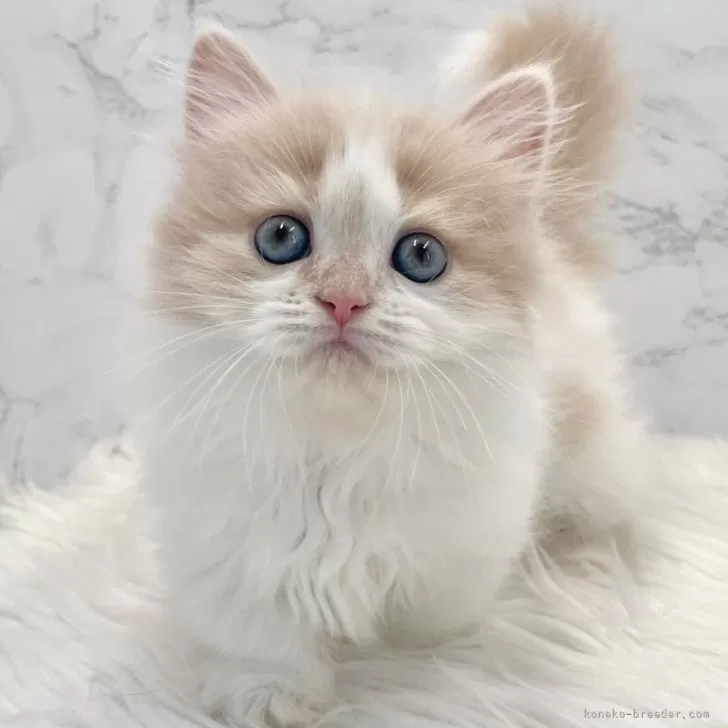ID:2506-01879の子猫