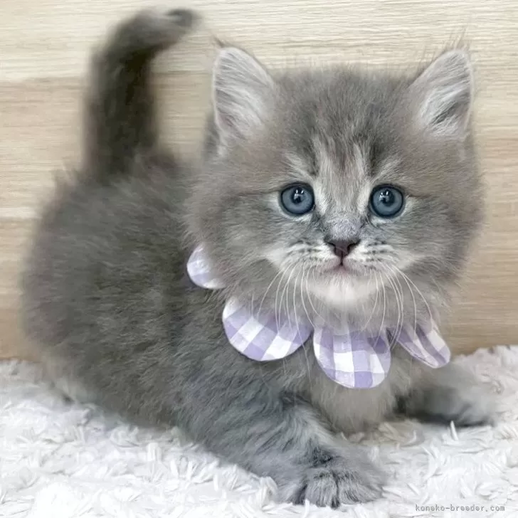 ID：2505-00183の子猫