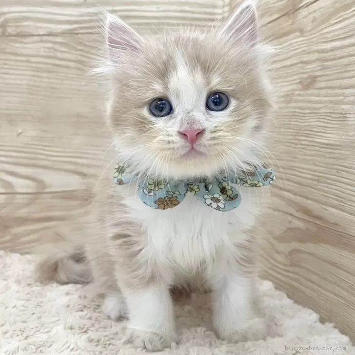 ID:2501-00258の子猫