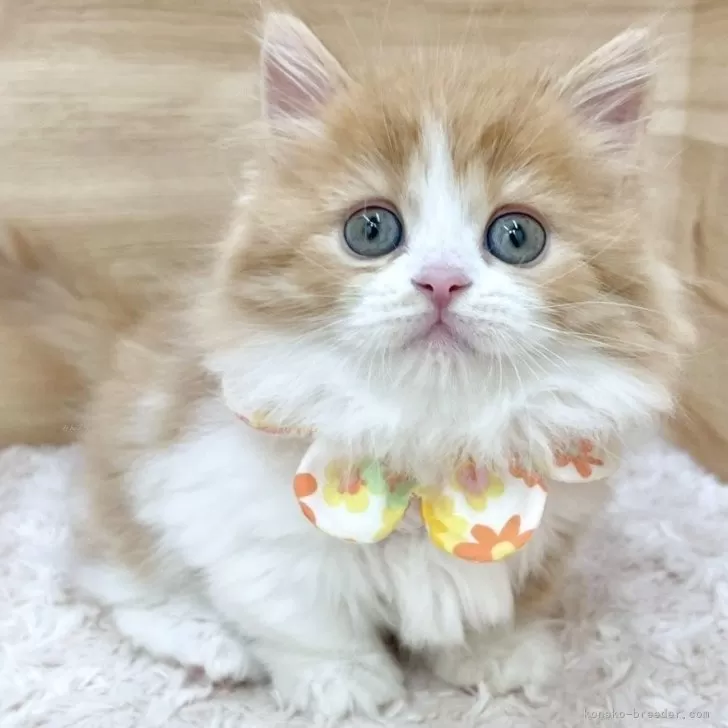 ID:2507-01533の子猫