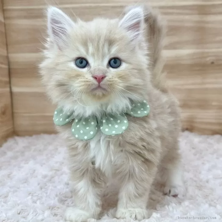ID:2503-00134の子猫