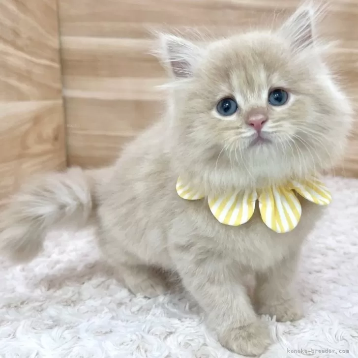 ID:2501-02117の子猫