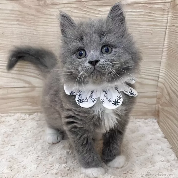 ID：2502-00710の子猫