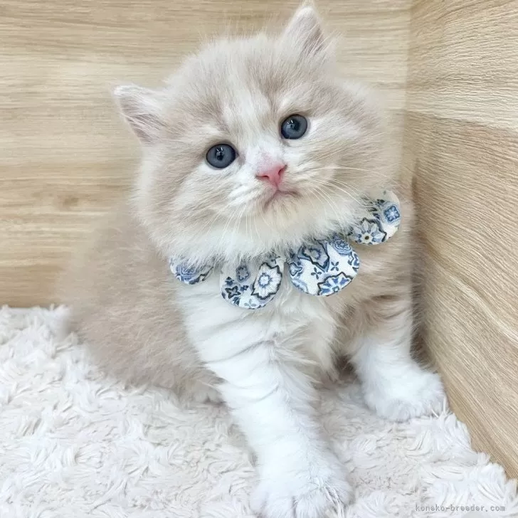 ID：2508-01827の子猫