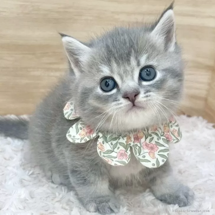 ID：2507-02494の子猫