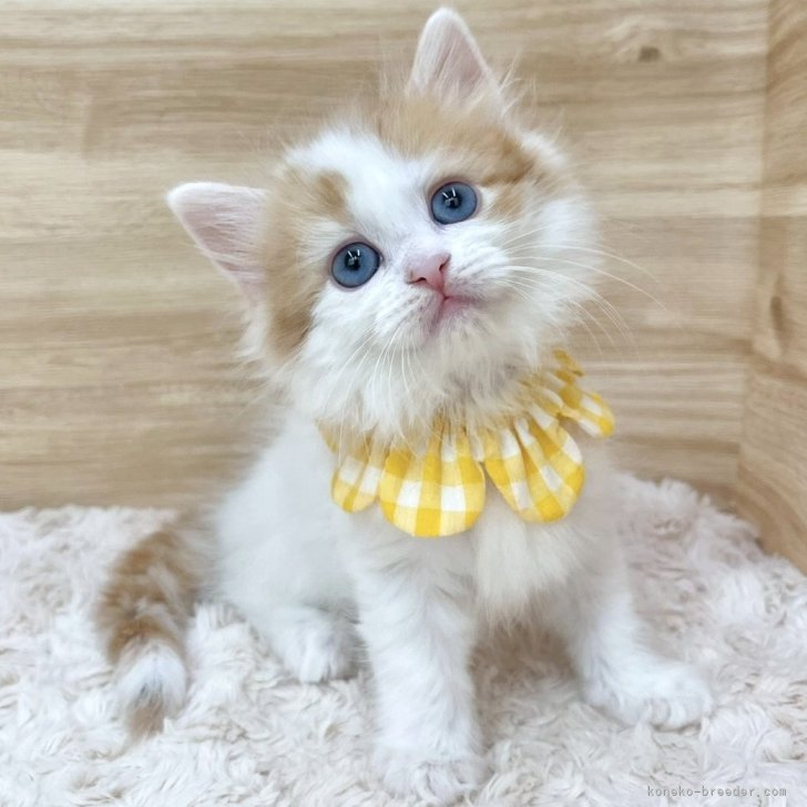 ブリーダー画像
