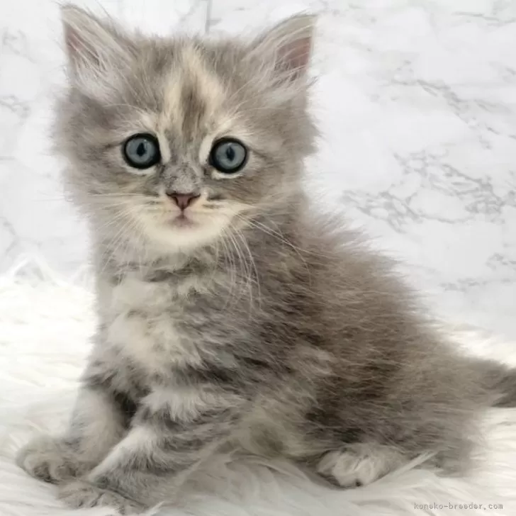 ID:2508-03361の子猫