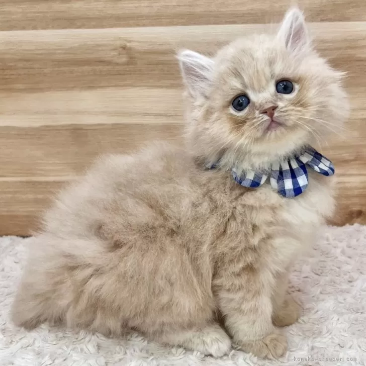 サイベリアン 様のお迎えした子猫