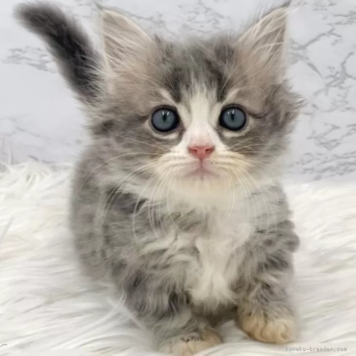 M.M 様のお迎えした子猫