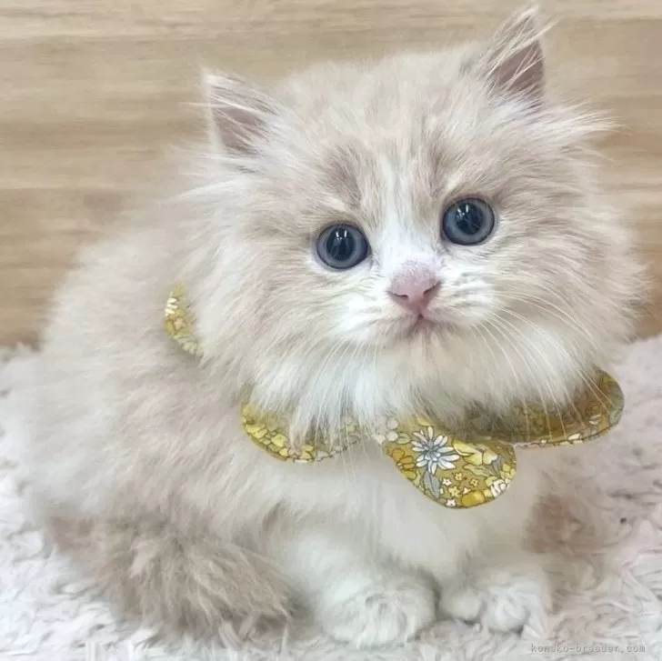 ID：2501-00212の子猫