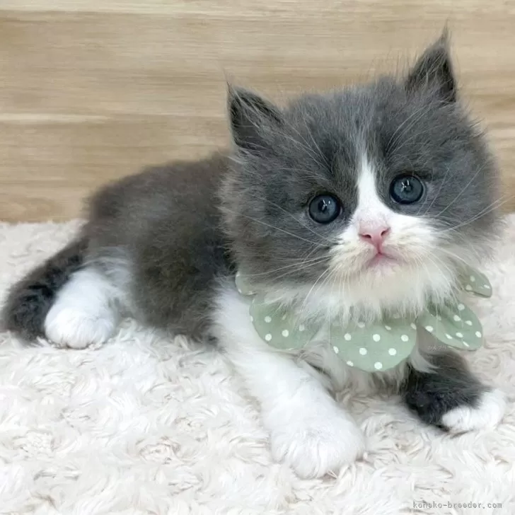 ID：2506-02095の子猫