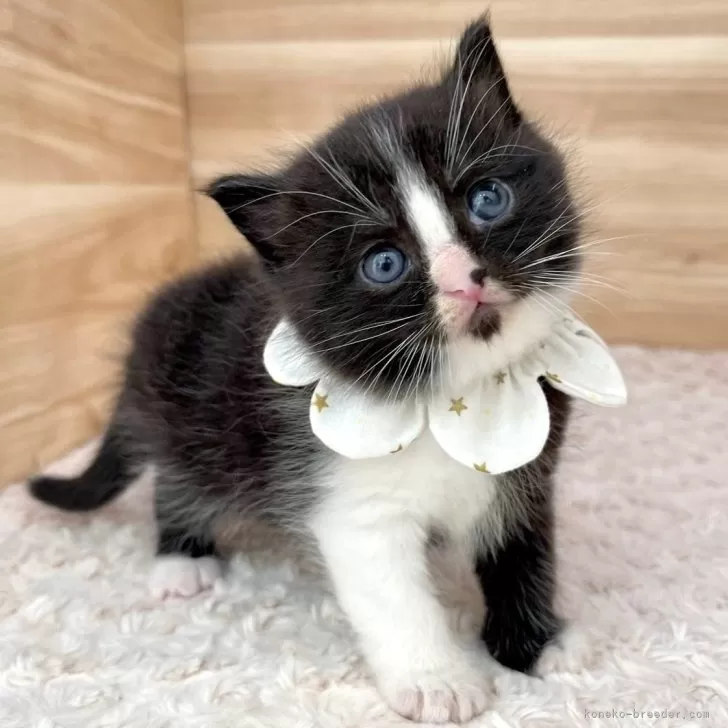 ID:2501-01913の子猫